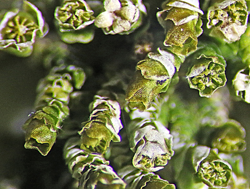 http://www.nzplants.auckland.ac.nz/en/about/liverworts/some-leafy-liverworts/Lejeuneaceae/Acrolejeunea-mollis.html